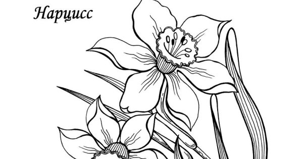 Нарцисс бутон раскраска для детей