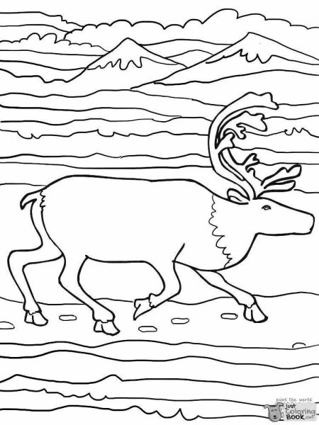 Раскраски животных тундры