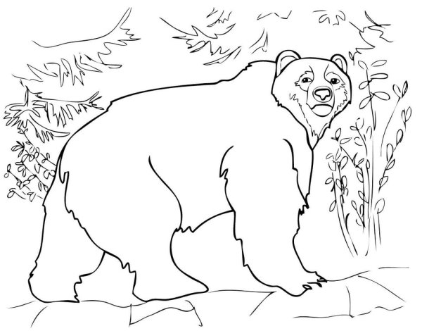 Медведь раскраска для детей