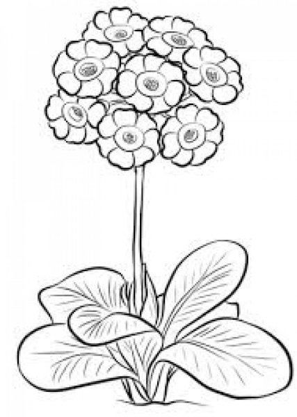 Примула первоцвет раскрасить