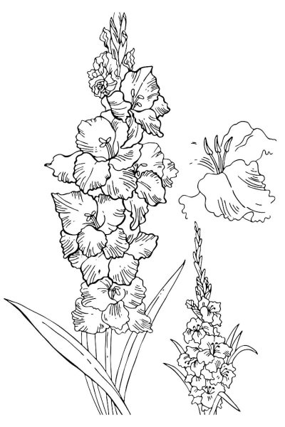 Раскраски цветы гладиолусы