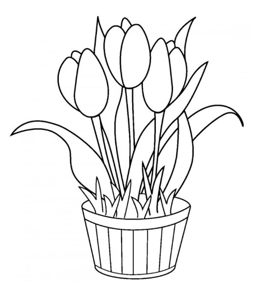 Тюльпан раскраска