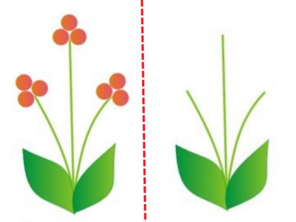 Шаблоны цветов для рисования пальчиками