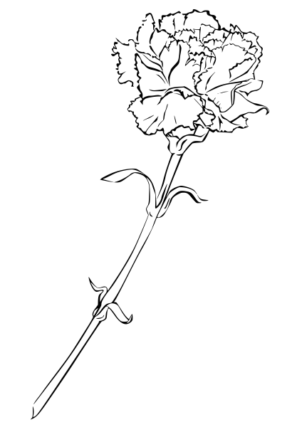 Гвоздики раскраска