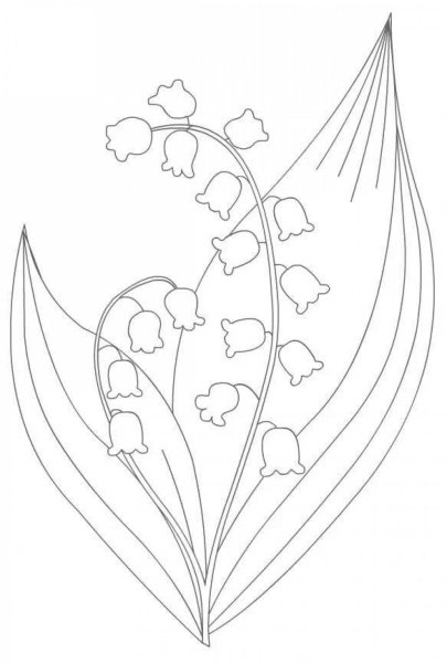 Ландыш Майский разукрашка