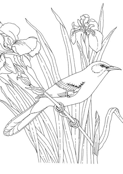 Раскраска цветы и птицы