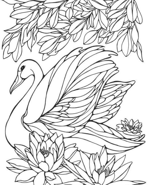 Птицы. Раскраска