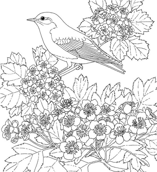 Раскраска цветы и птицы