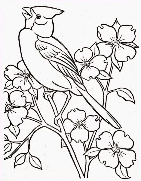 Птичка раскраска