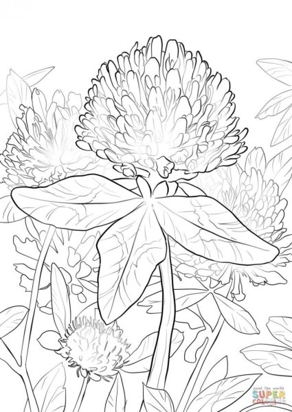 Клевер раскраска для детей