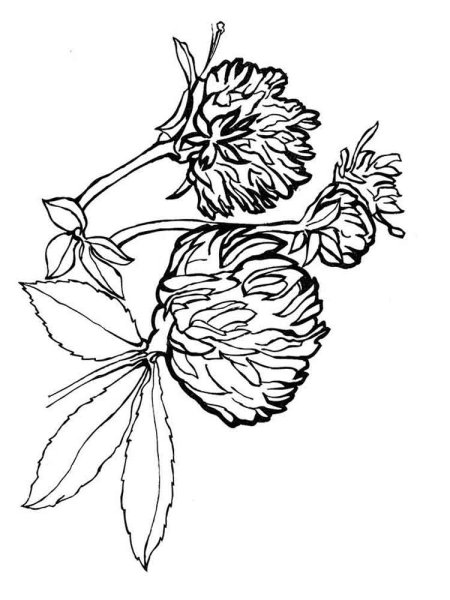 Растение Клевер раскраска