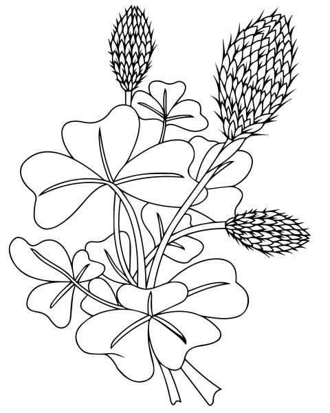 Клевер раскраска для детей