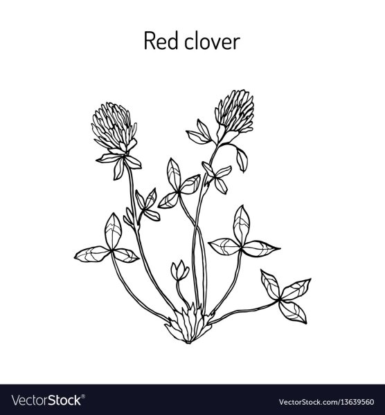 Клевер красный раскраска