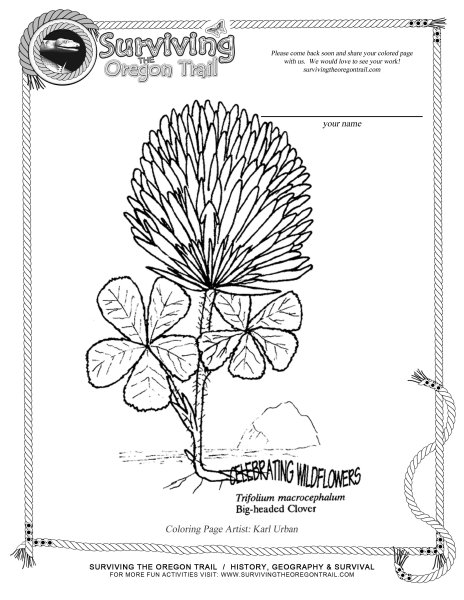 Клевер раскраска для детей