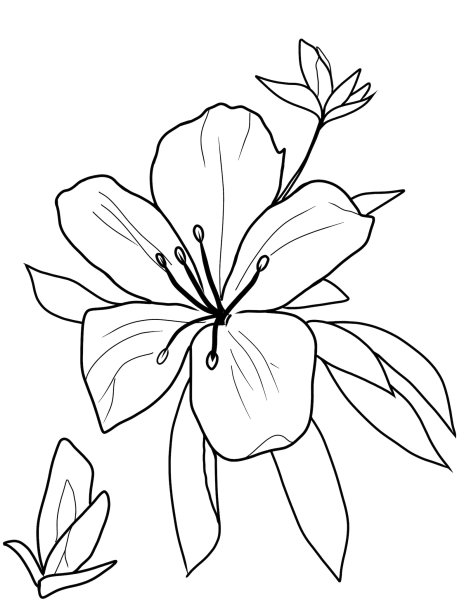 Азалия раскраска цветок