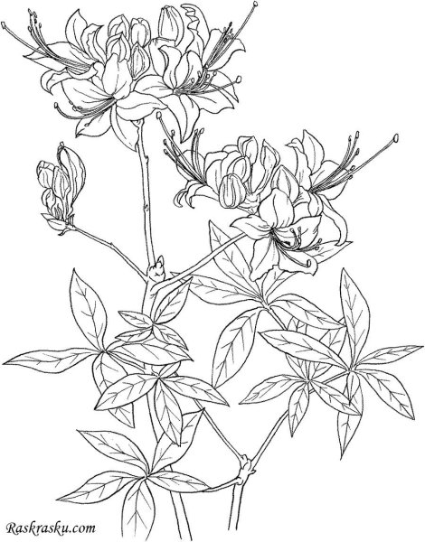 Азалия цветок