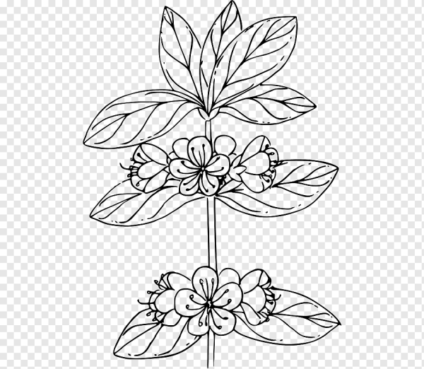 Азалия эскиз