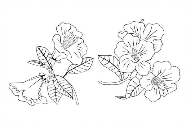 Рододендрон раскраска