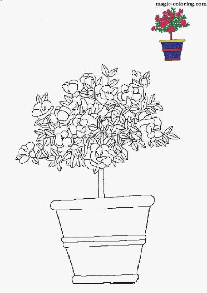 Раскраска уборка. Комнатные растения. Кашпо висячие
