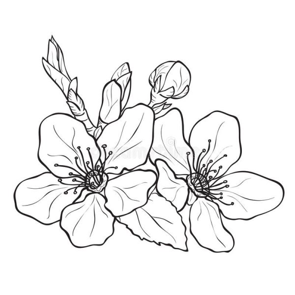 Цветы яблони эскиз