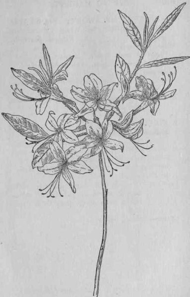 Азалия эскиз