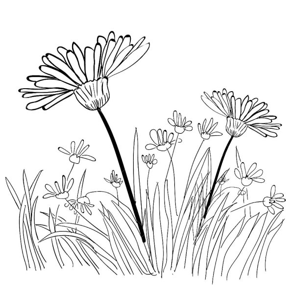 Раскраски полевые цветы и травы