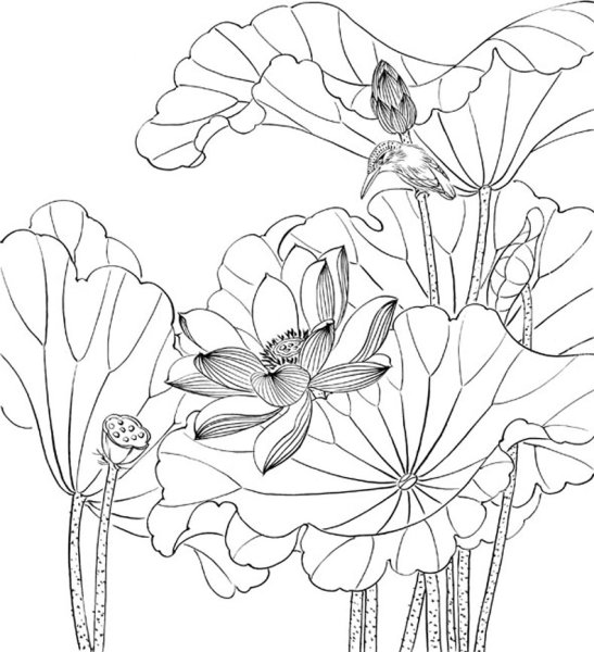 Лотос орехоносный контур