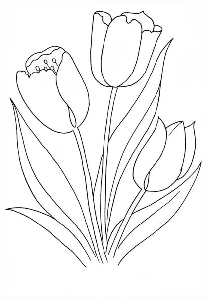 Контур букета тюльпанов сбоку