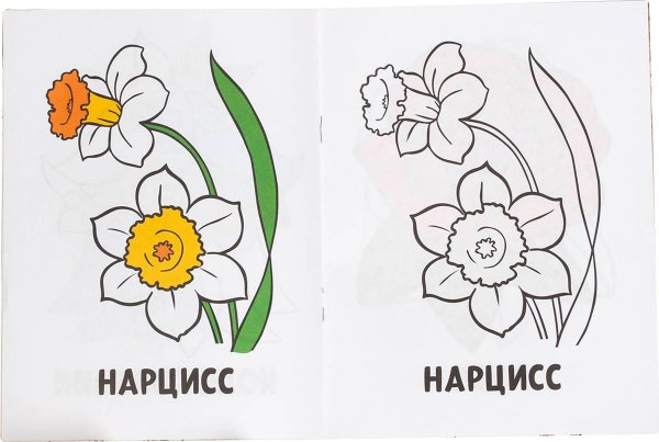 Цветная раскраска цветов