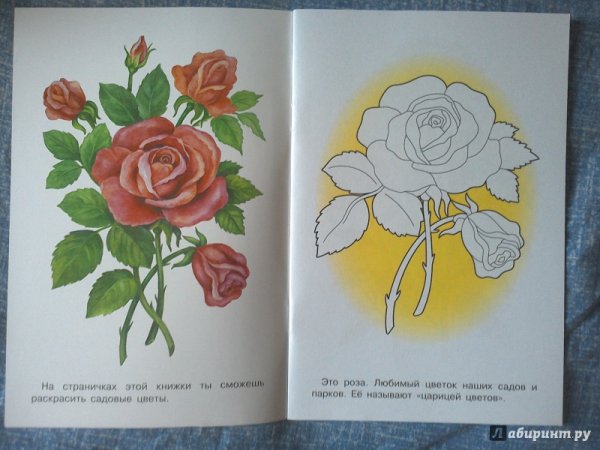 Раскраска цветы с образцом