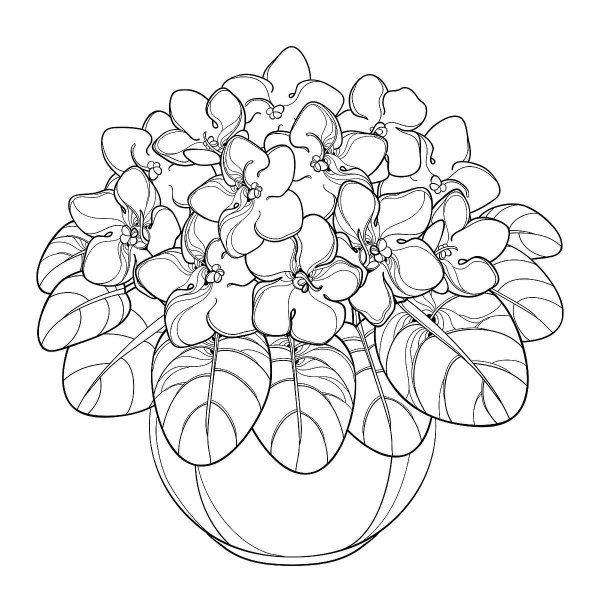 Раскраска комнатный цветок фиалка