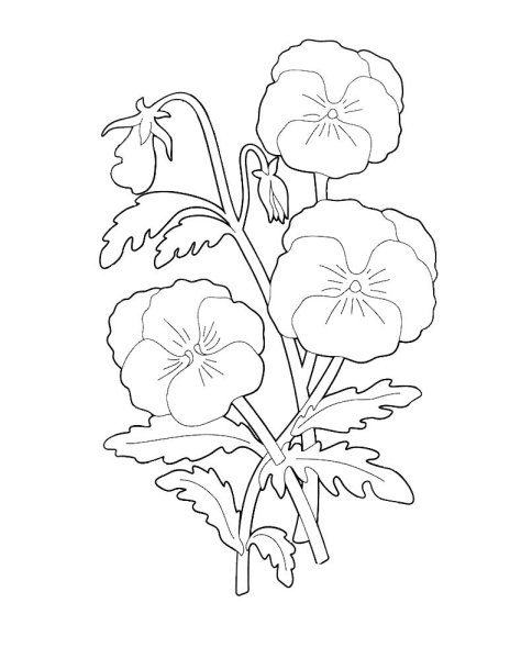 Фиалка надрезанная раскраска