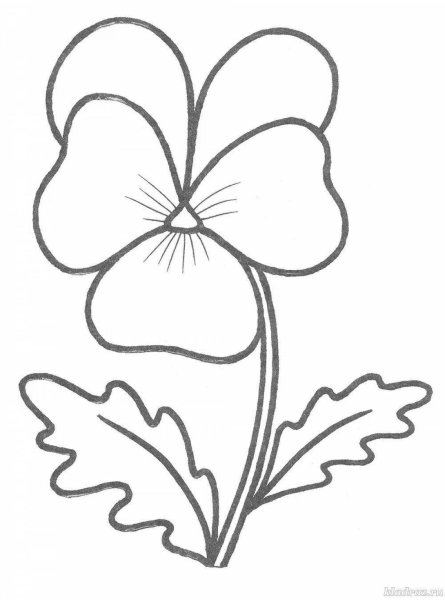 Узамбарская фиалка раскраска