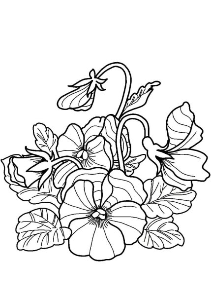 Раскраски Анютины глазки цветы