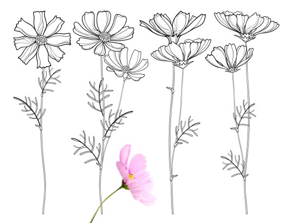 Космея дваждыперистая Ботаническая иллюстрация