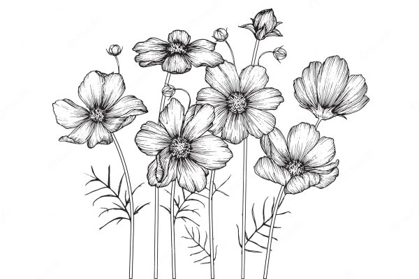 Космея рисование черно белая