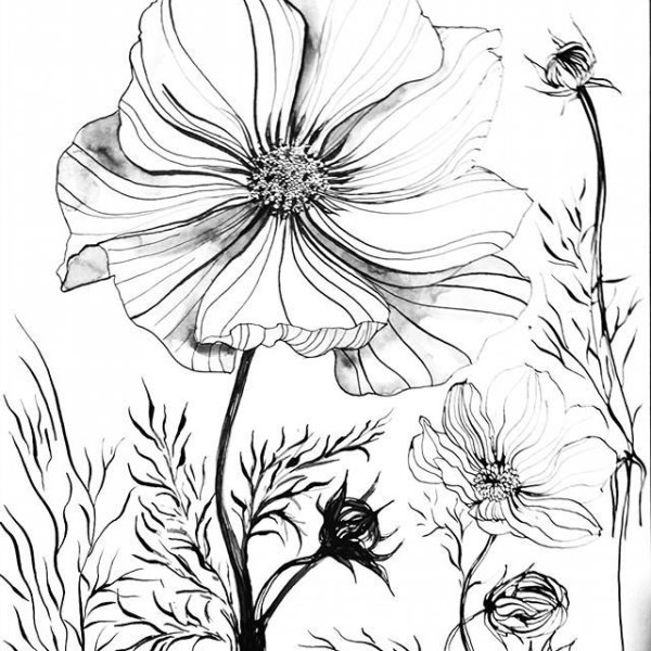 Цветок космея карандашом