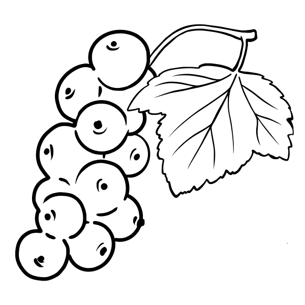 Черная смородина раскраска