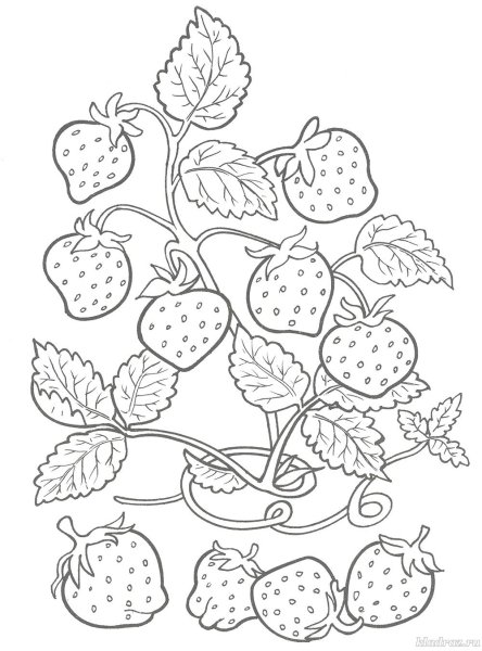 Раскраски ягоды для дошкольников