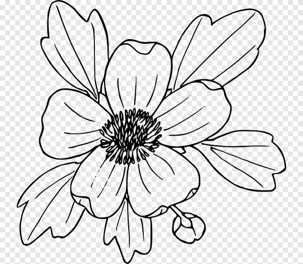 Цветы рисунок