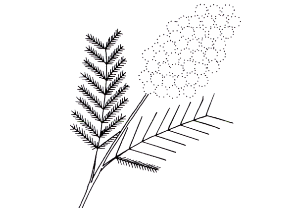 Мимоза раскраска