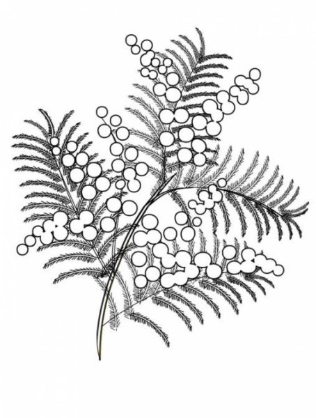 Мимоза раскраска для детей