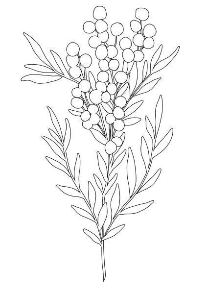 Мимоза раскраска