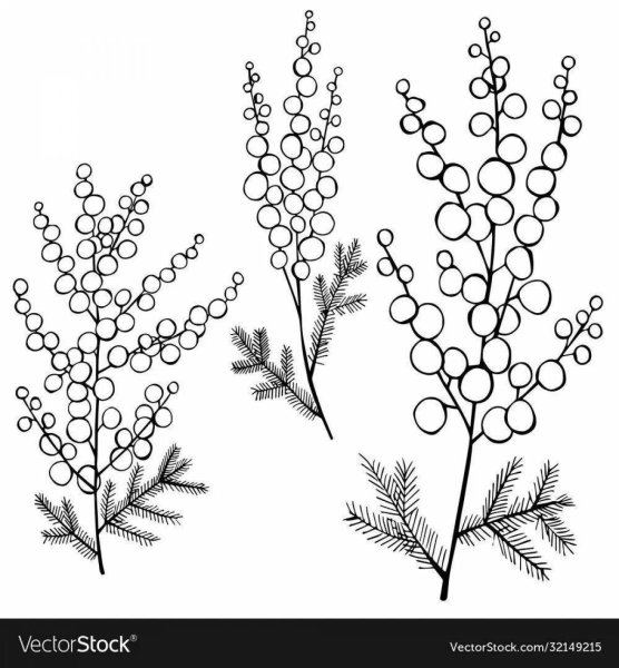 Мимоза шаблон для рисования