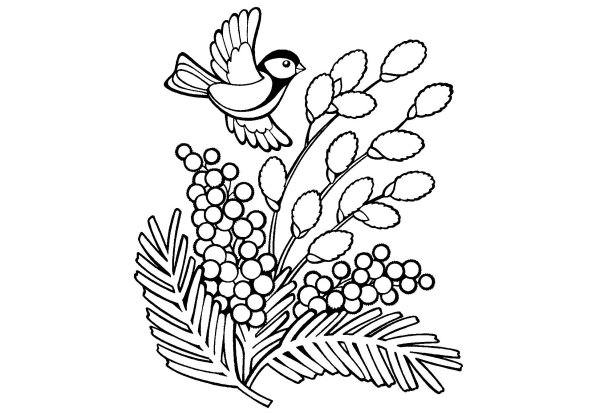 Мимоза раскраска для детей