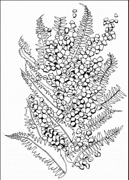 Мимоза раскраска для детей