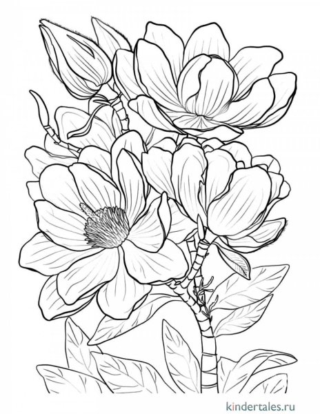 Цветы рисунок
