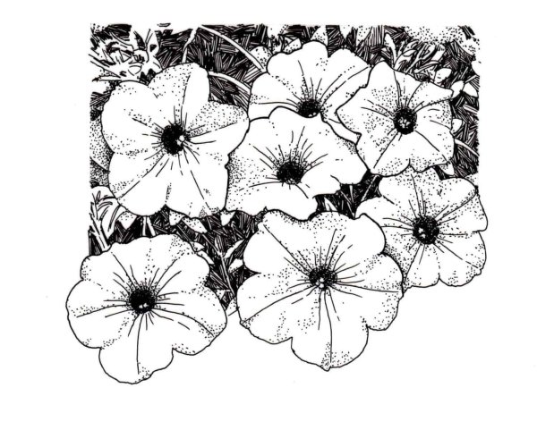 Петуния Тидал Вейв Сильвер