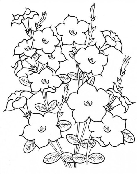 Растения цветника раскраска