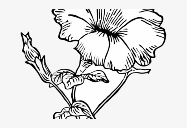 Петуния раскраска петуния